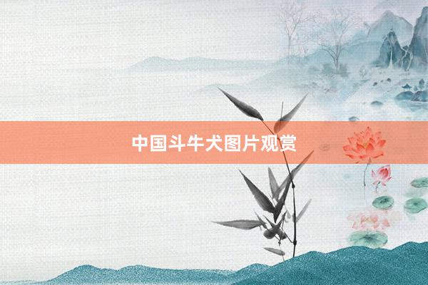 中国斗牛犬图片观赏